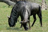 Stripes and dark fring on head and neck accent the striking stature of the Wildebeest.