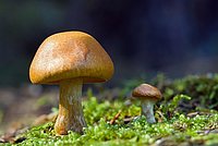 2 mushrooms in the moss