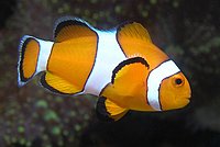 Clownfish – also called  Harlequinfish – in close-up