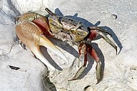 Fiddler Crab, species: Uca pugilator