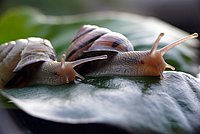 2 Gastropods on the way