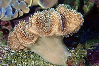 Leather Coral