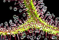 Sundew more nearer