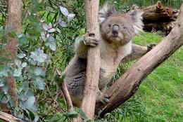 Most remarkable with the Koala are the abnormal nose and the highly haired ears.