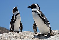 African Penguins at Cape Point