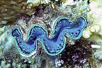 Giant Clam – shining blue