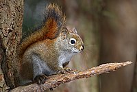 American Red Squirrel (Tamiasciurus hudsonicus)