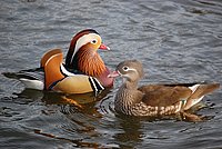 The Mandarin Duck Couple seems to be totally focussed on itself.