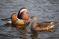 The Mandarin Duck Couple seems to be totally focussed on itself.