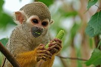 Common Squirrel Monkey (Saimiri sciureus)