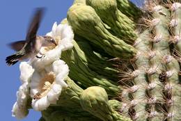 It is sure, that the nectar of the Cactus blossom tastes the Hummingbird.