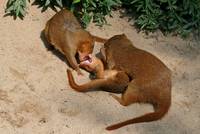 Three Common Dwarf Mongooses playing