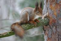 Red Squirrel in the thick winter coat
