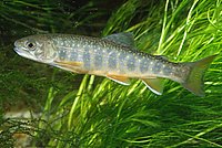 Brook Trout