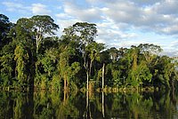 Forest in Paraguay