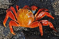 Red Rock Crab on Galapagos Islands