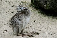 Young Greater Rhea: a gentle chick-face and long, strong legs.