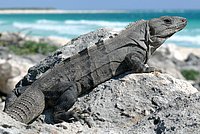 Black Spiny-tailed Iguana