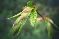 The first green leaves arise on trees and bushes