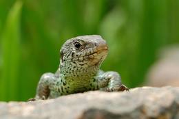 The Sand Lizard looks watchful - almost curious