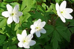 The Anemone nemorosa decorates the forest soil and the roadside.