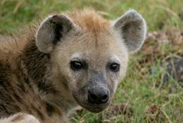 The friendly face of a Spotted Hyena