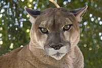 Despite of its largeness, expression and shape of the face are similar with these of our native cats.