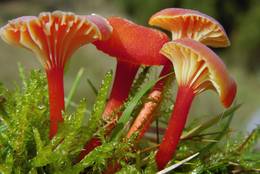Waxcap (Hygrocybe cantharellus)