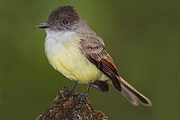 Myiarchus tuberculifer
