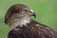 It is really astonishing how far a bird of prey can turn its head.