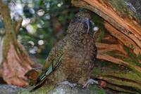 The Kea is well disguised