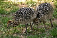 African Ostrich (Struthio camelus)