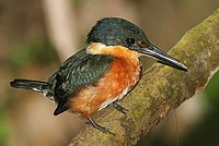 American Pygmy Kingfisher
