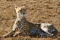 The Cheetah is still watching recumbently - but tautly