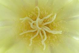 Parodia claviceps – macro of blossom