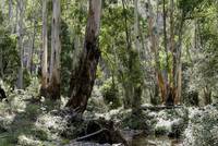 Australian forest in Victoria