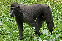 Celebes Crested Macaque (Macaca nigra)