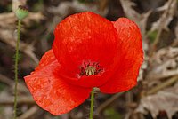 Papaver