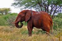 Red Elephant coated with earth of volcanic derivation in the National Park Tsavo East, Kenia