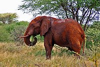 Red Elephant coated with earth of volcanic derivation in the National Park Tsavo East, Kenia