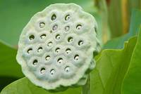Seed Capsule of an Indian Lotus flower