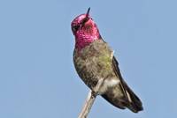 Anna's Hummingbird, (Calypte anna) – Male