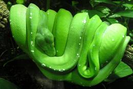 The Green Tree Python looks relaxed and satisfied.