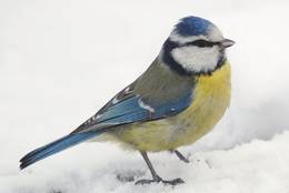 Blue Tit in the snow