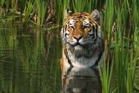 Panthera tigris - the Tiger