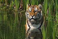 Panthera tigris - the Tiger