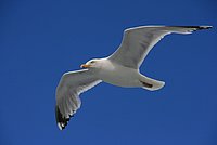 Sea-Gull in gliding flight - as a symbol for life in the air