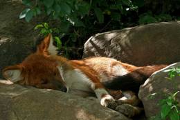A Dhole sleeping calm and relaxed