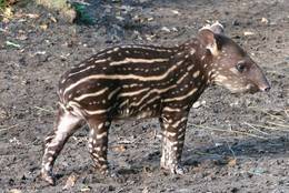 This Tapir Baby has its roots in South America.
