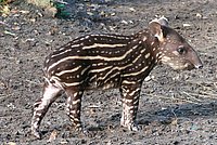 This Tapir Baby has its roots in South America.
